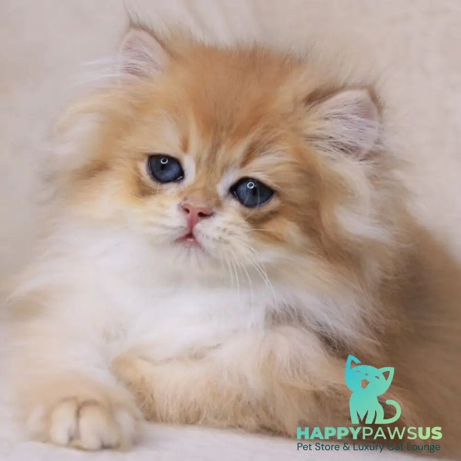 Quantum British Longhair male black golden chinchilla - live animals