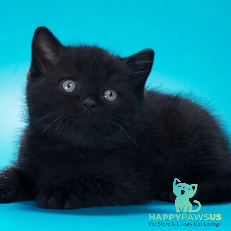 Quantum British Shorthair male black - live animals
