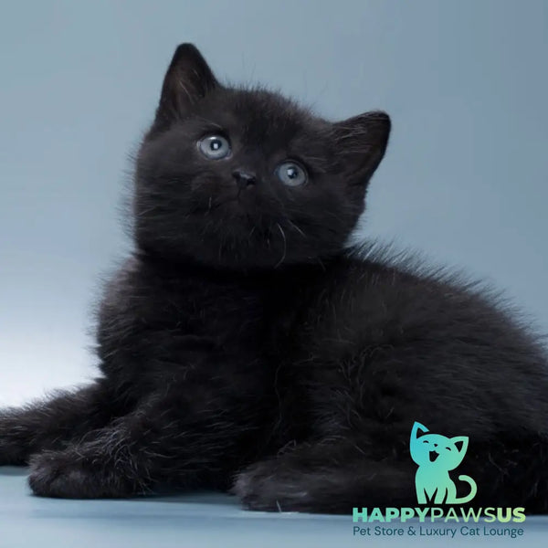 Quantum British Shorthair male black - live animals