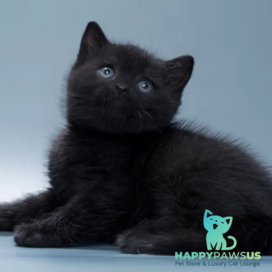 Quantum British Shorthair male black - live animals