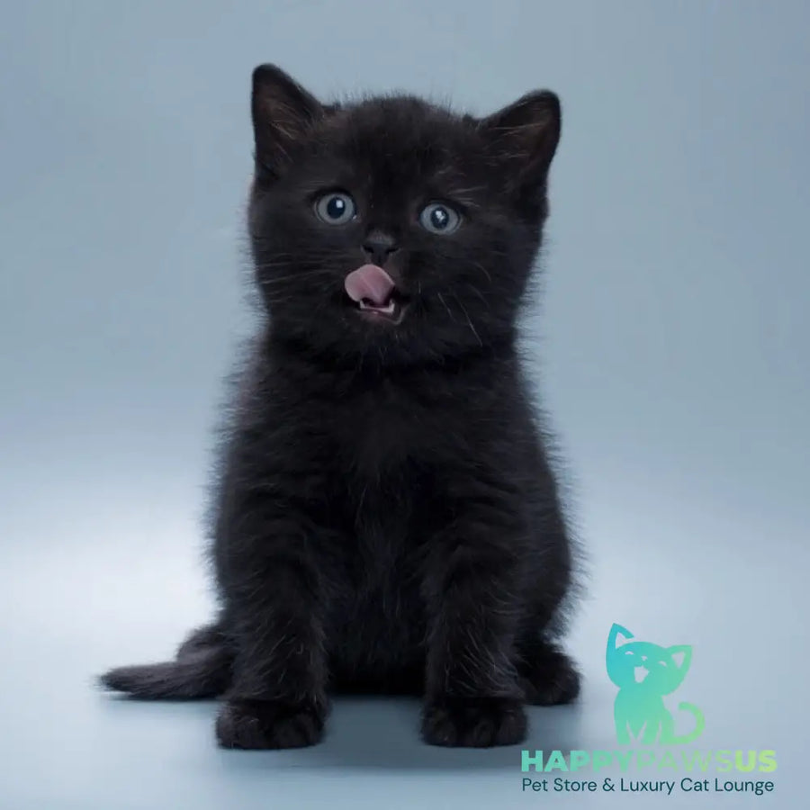 Quantum British Shorthair male black - live animals