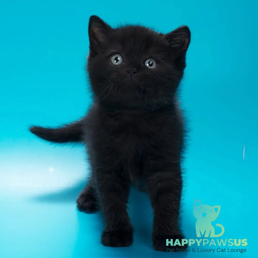 Quantum British Shorthair male black - live animals