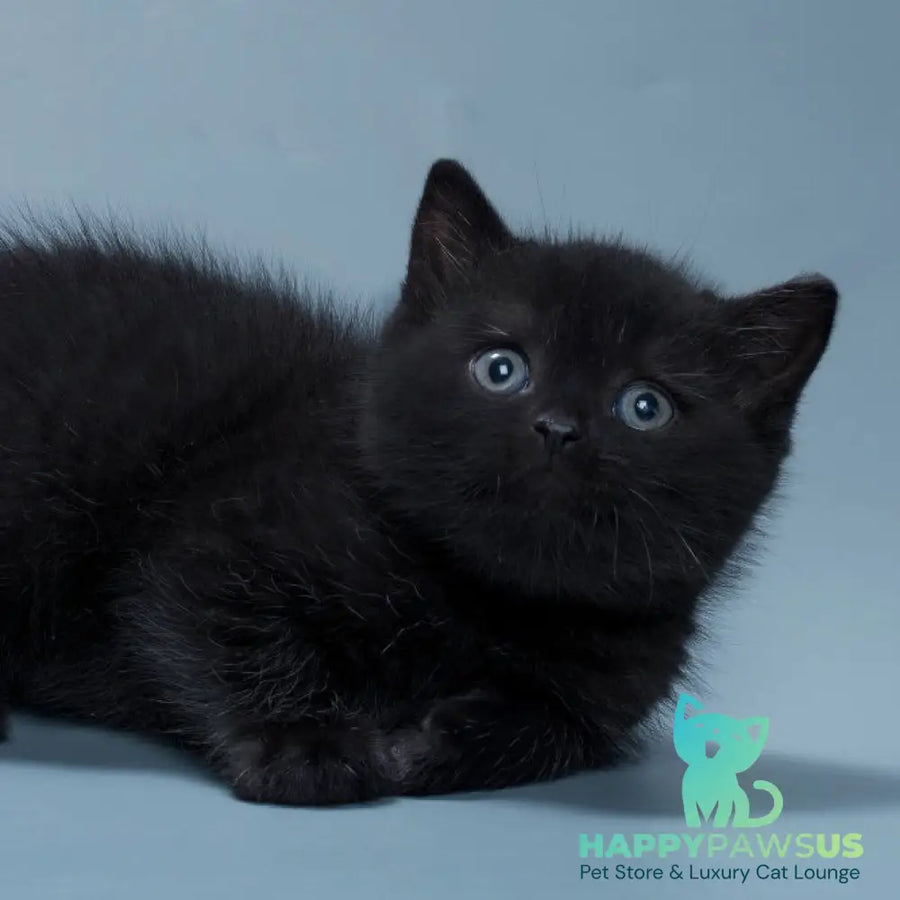 Quantum British Shorthair male black - live animals