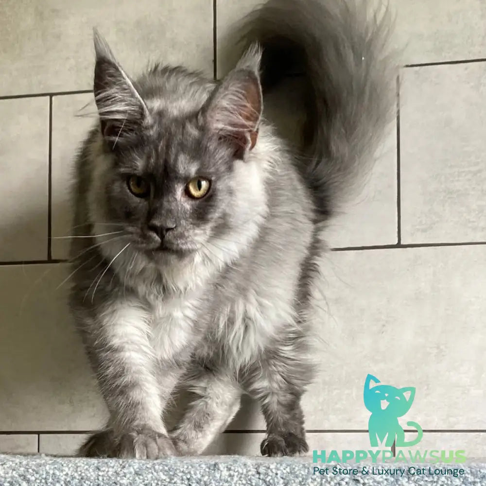 Quart Punch Maine Coon male blue silver - live animals