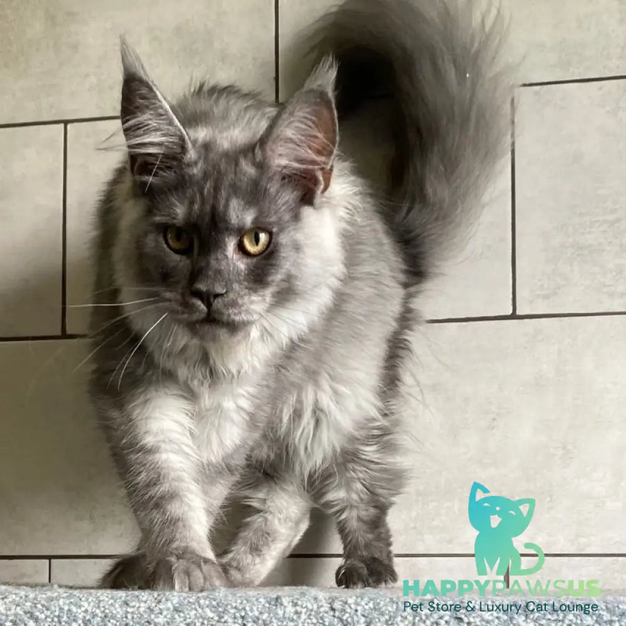 Quart Punch Maine Coon male blue silver - live animals