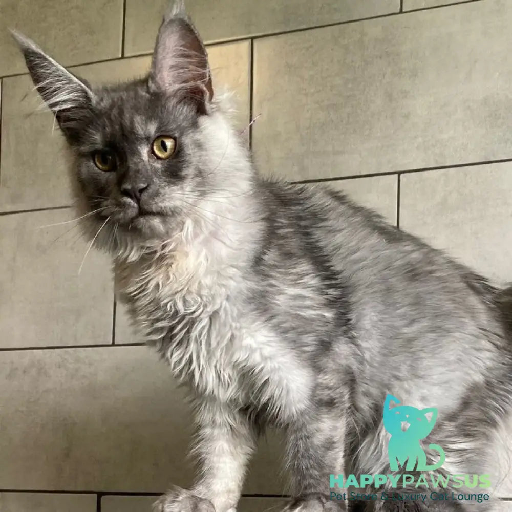 Quart Punch Maine Coon male blue silver - live animals