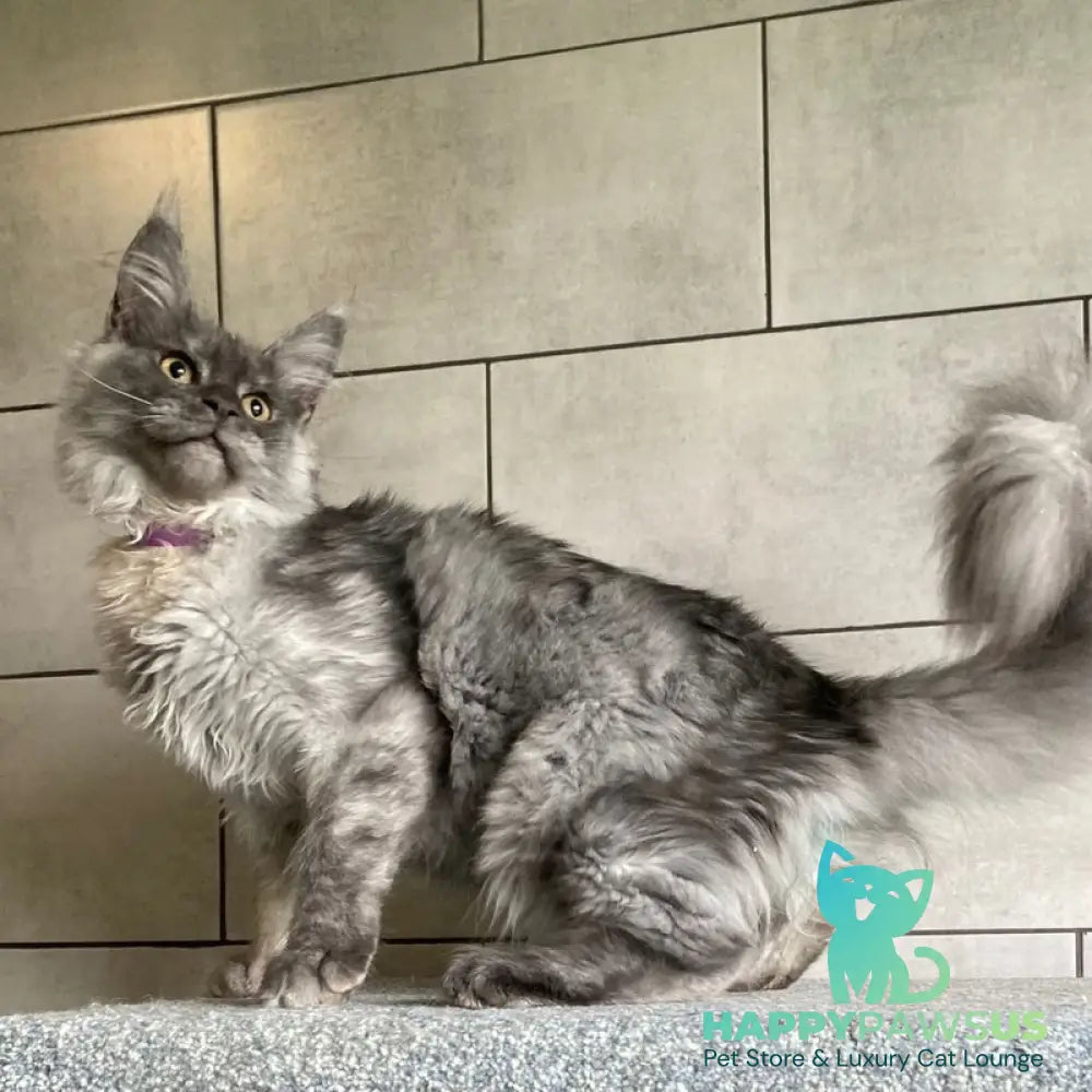 Quart Punch Maine Coon male blue silver - live animals