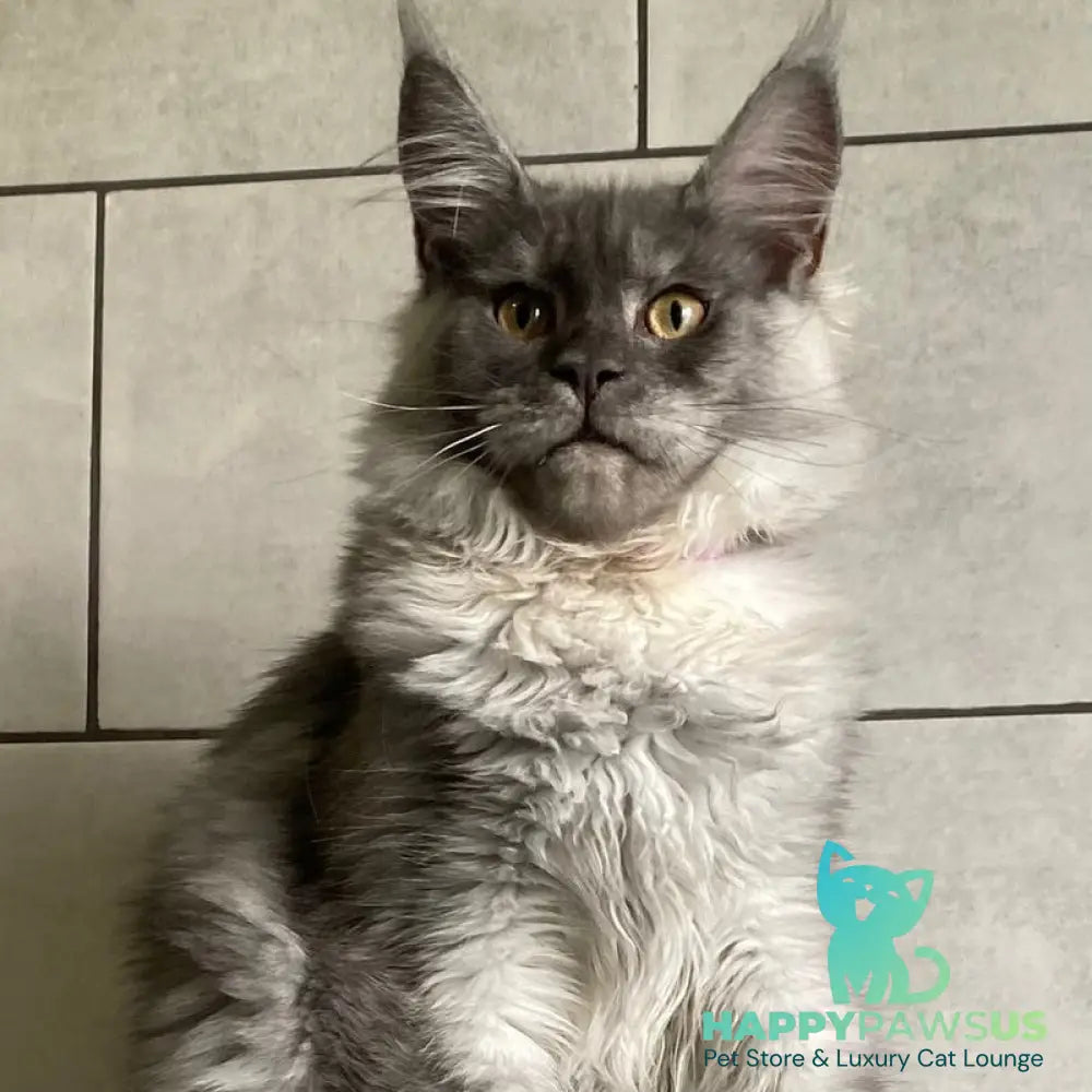 Quart Punch Maine Coon male blue silver - live animals