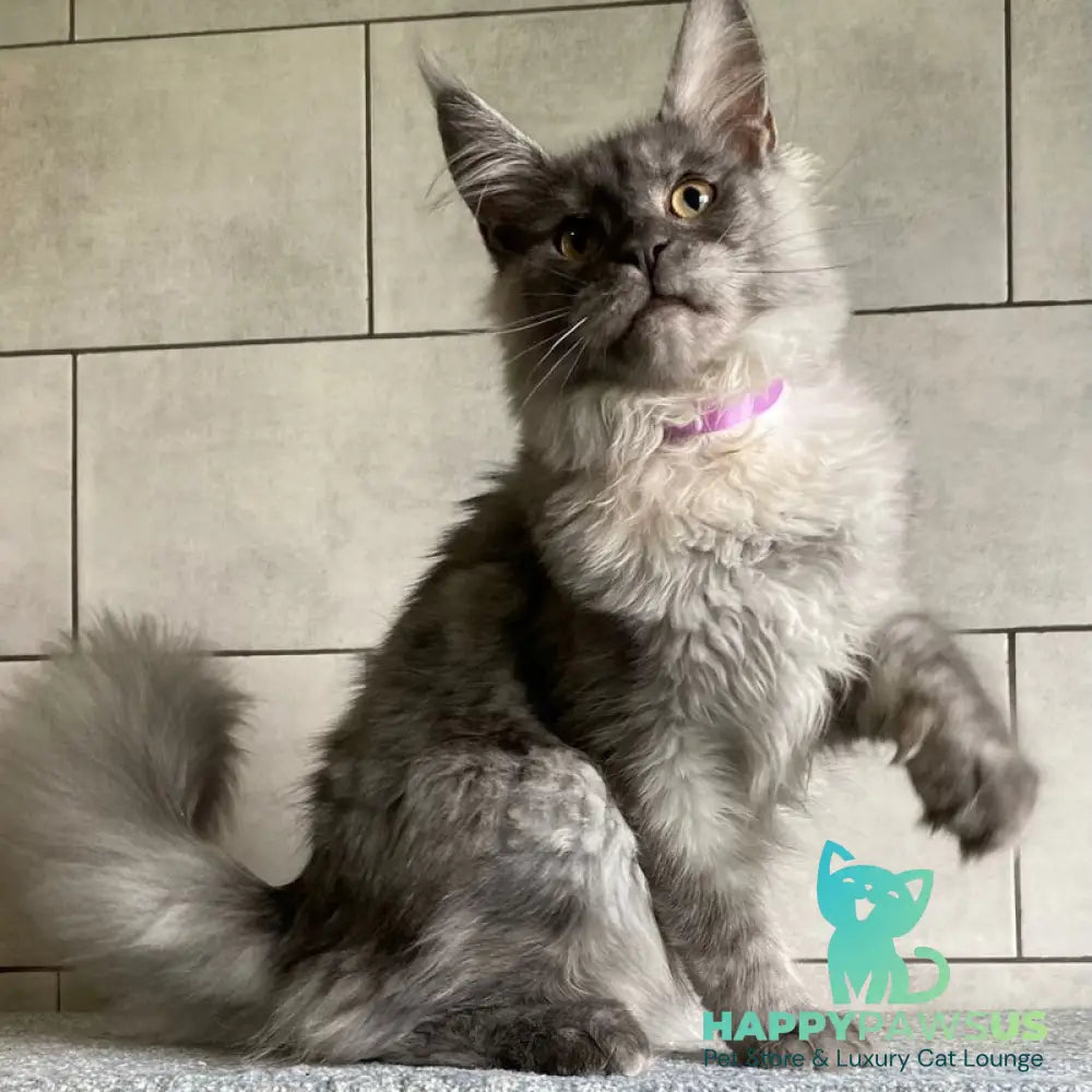 Quart Punch Maine Coon male blue silver - live animals