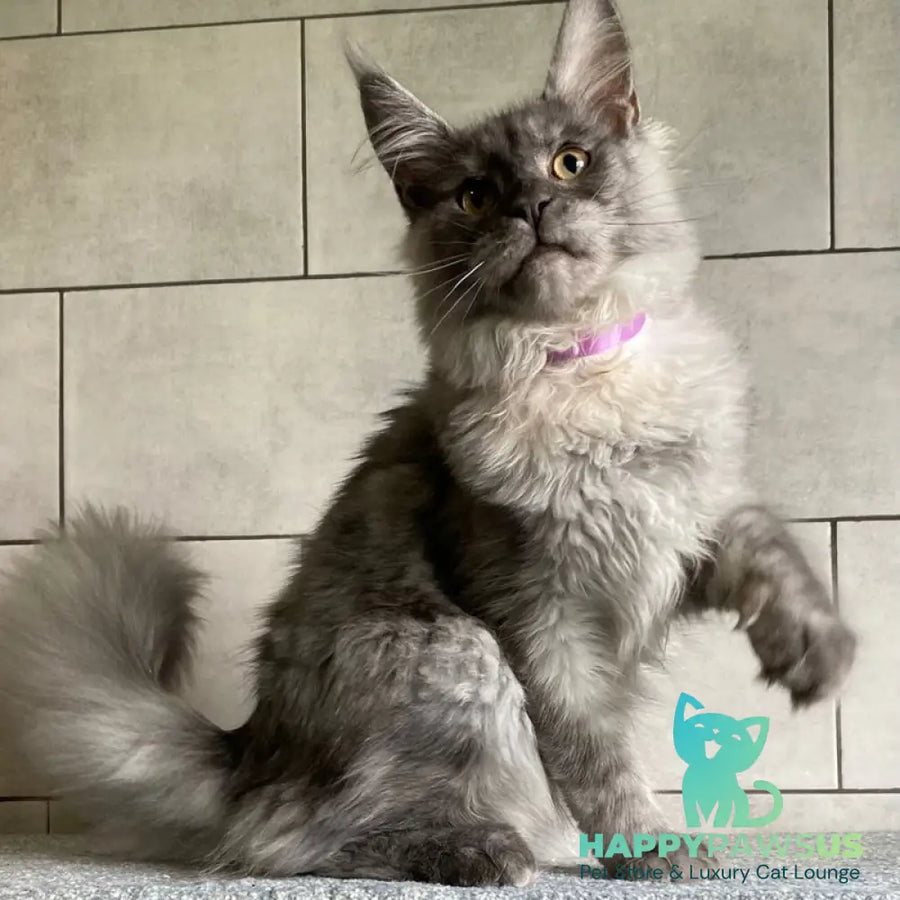 Quart Punch Maine Coon male blue silver - live animals