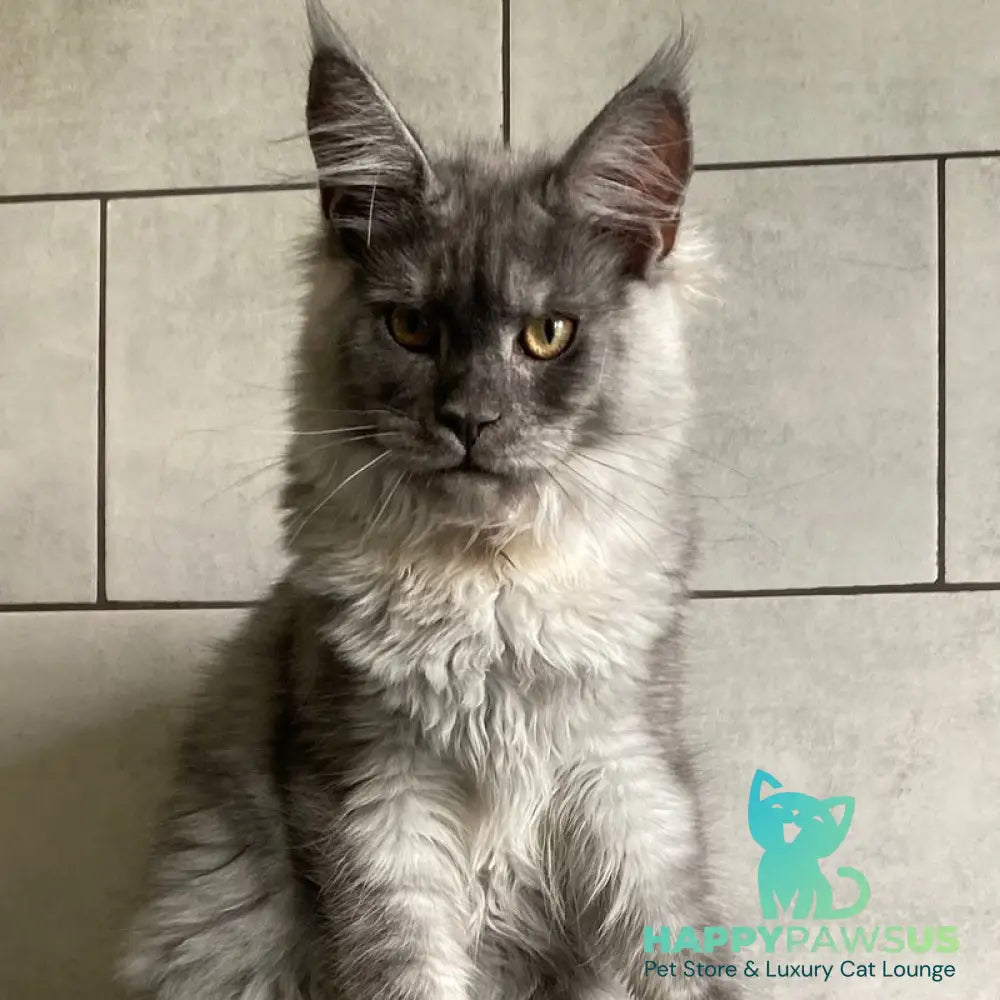 Quart Punch Maine Coon male blue silver - live animals