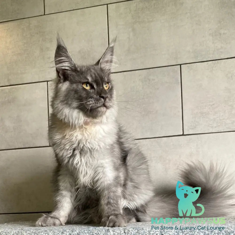 Quart Punch Maine Coon male blue silver - live animals