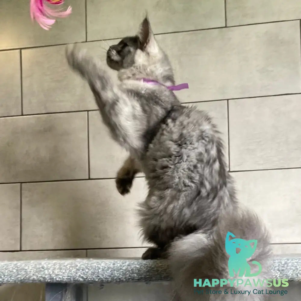 Quart Punch Maine Coon male blue silver - live animals