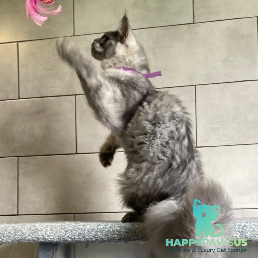 Quart Punch Maine Coon male blue silver - live animals