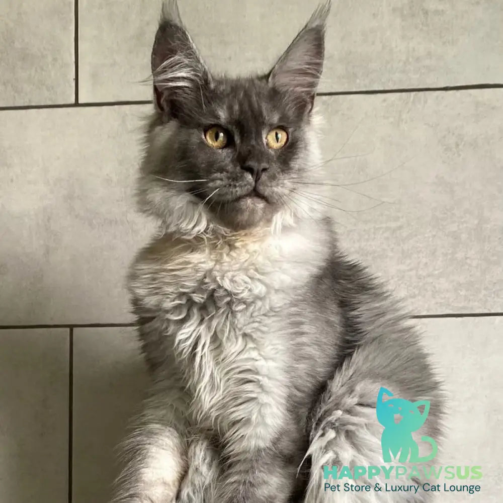 Quart Punch Maine Coon male blue silver - live animals