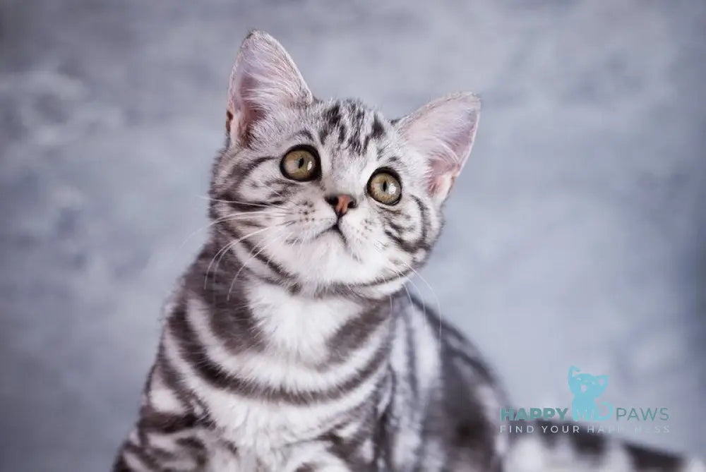 Quarto Scottish Straight male black silver tabby live animals