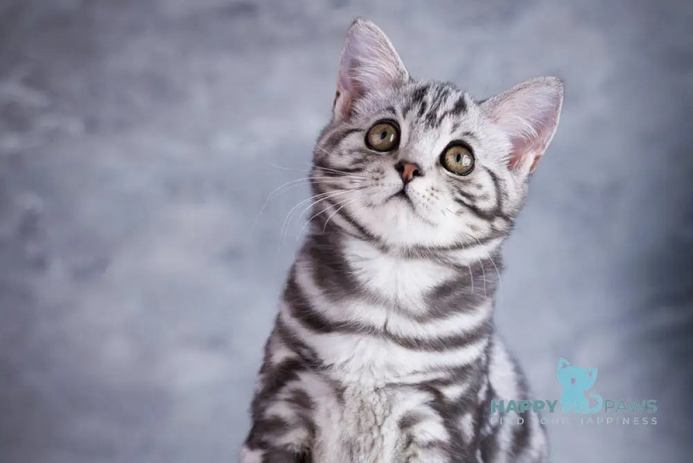 Quarto Scottish Straight male black silver tabby live animals