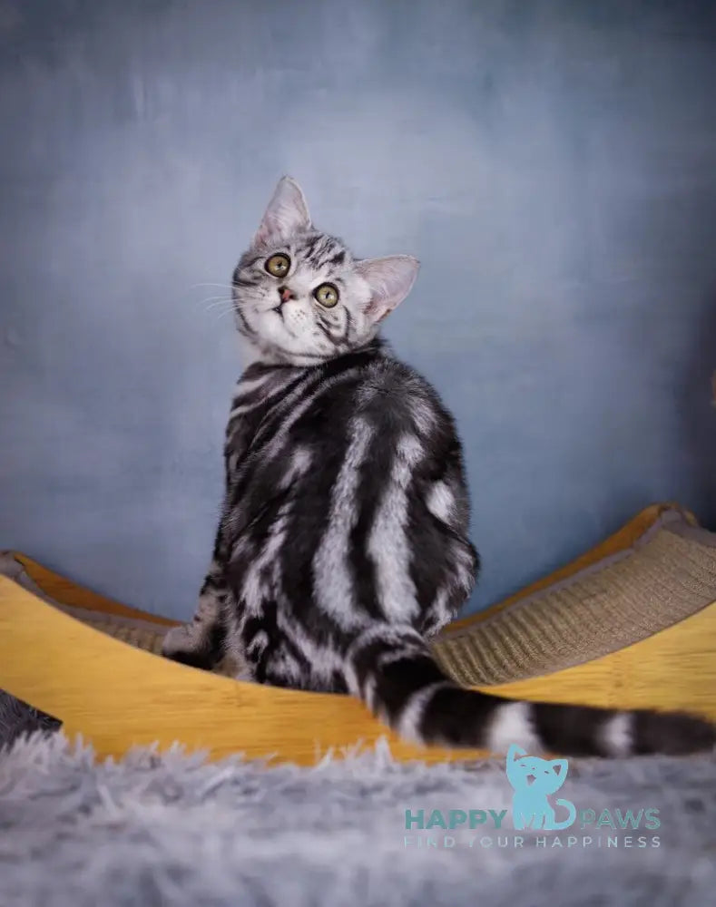 Quarto Scottish Straight male black silver tabby live animals