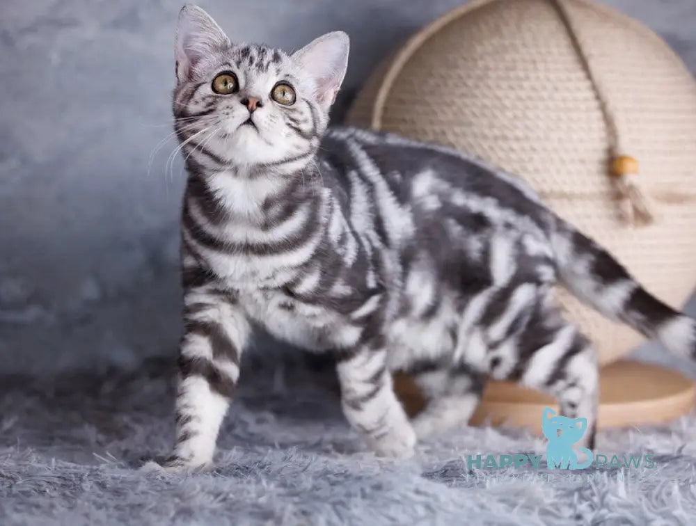 Quarto Scottish Straight male black silver tabby live animals