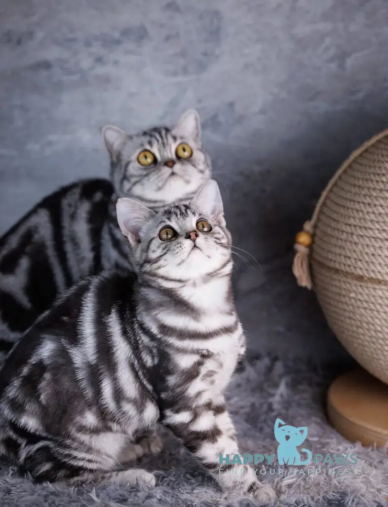 Quarto Scottish Straight male black silver tabby live animals