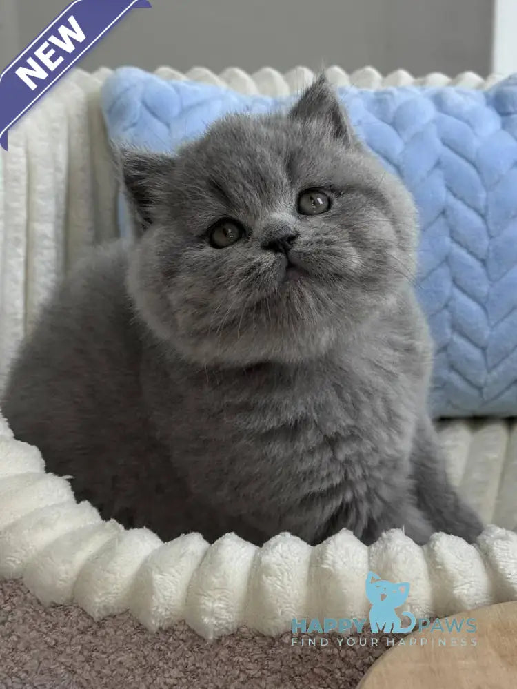 Quarts Scottish Straight male blue live animals