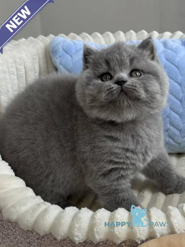 Quarts Scottish Straight male blue live animals