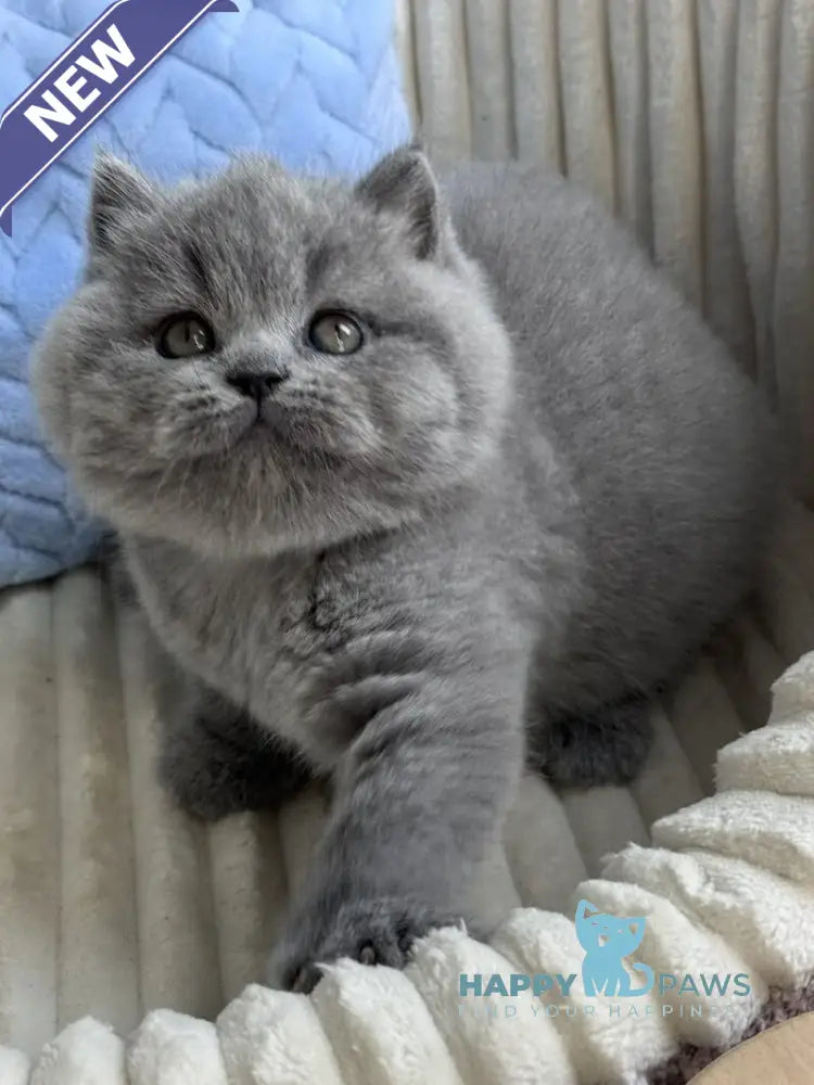 Quarts Scottish Straight male blue live animals