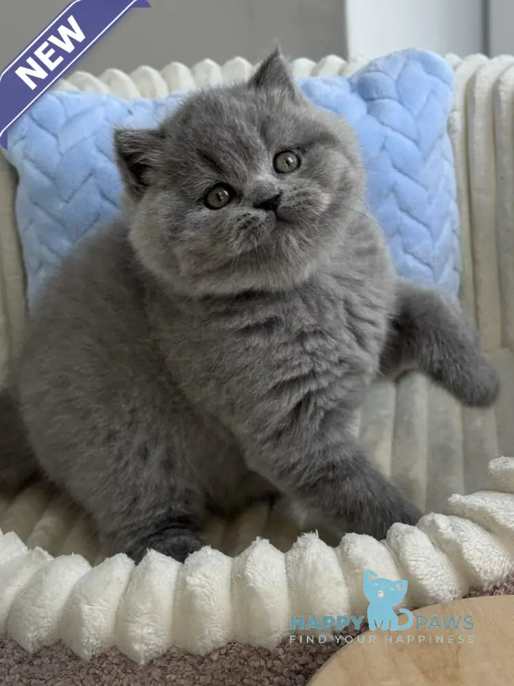 Quarts Scottish Straight male blue live animals