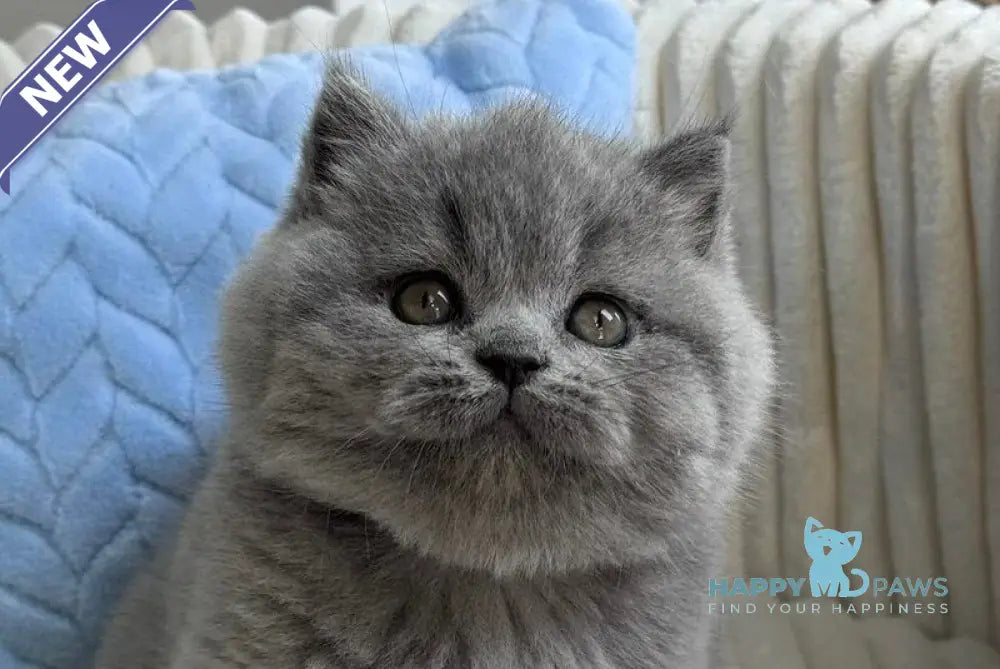 Quarts Scottish Straight male blue live animals