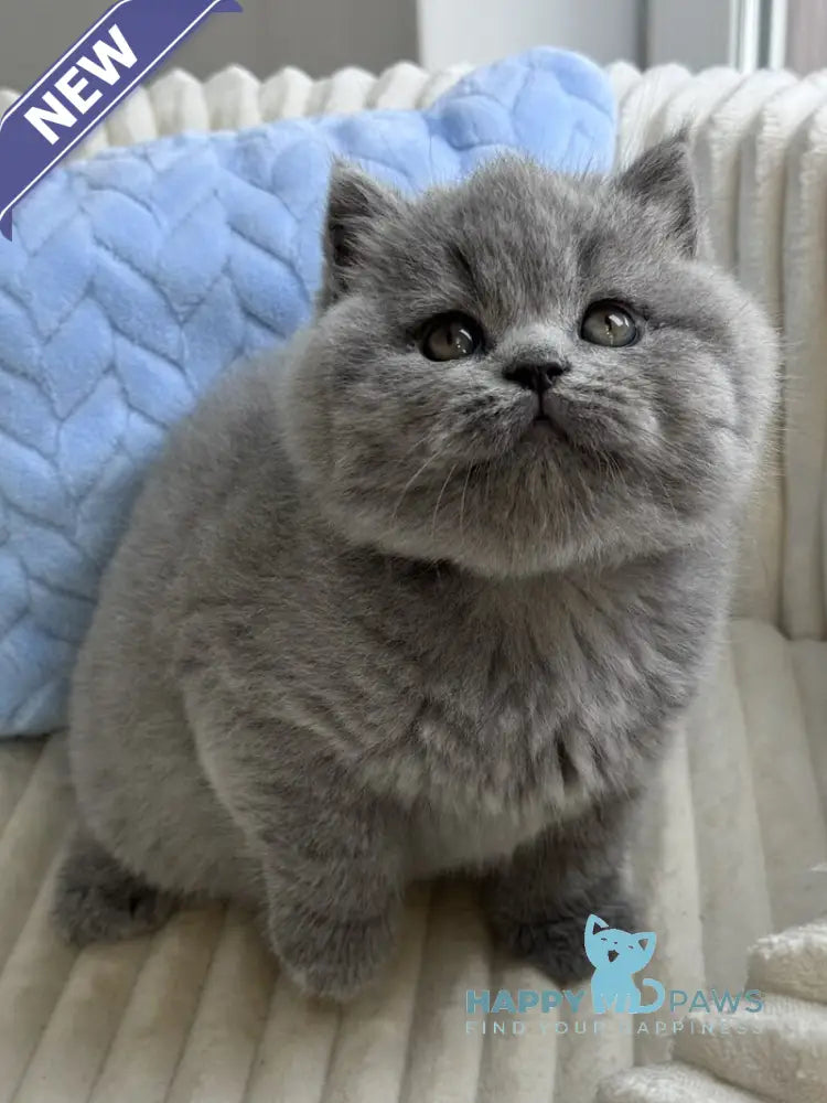 Quarts Scottish Straight male blue live animals