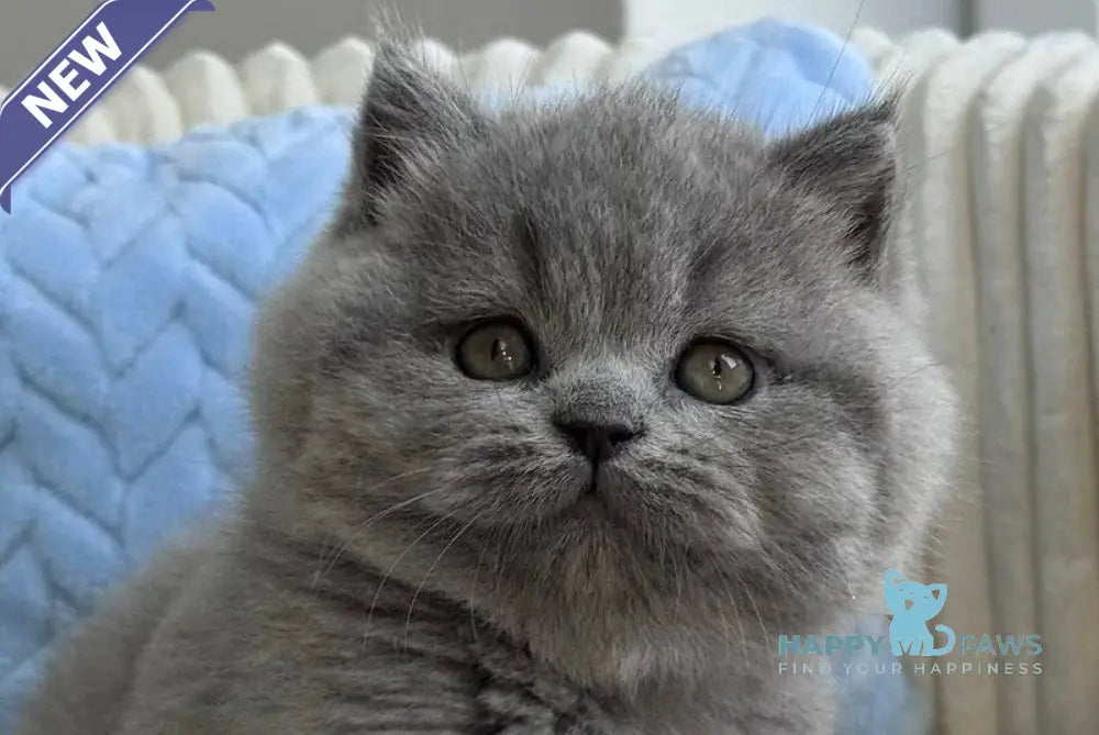 Quarts Scottish Straight male blue live animals