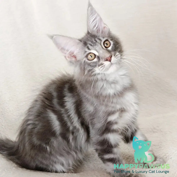 Quartz Beauty Maine Coon female blue tabby - live animals
