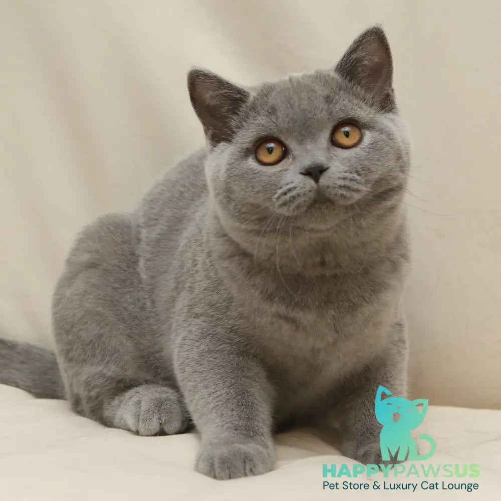 Quartz British Shorthair male blue - live animals