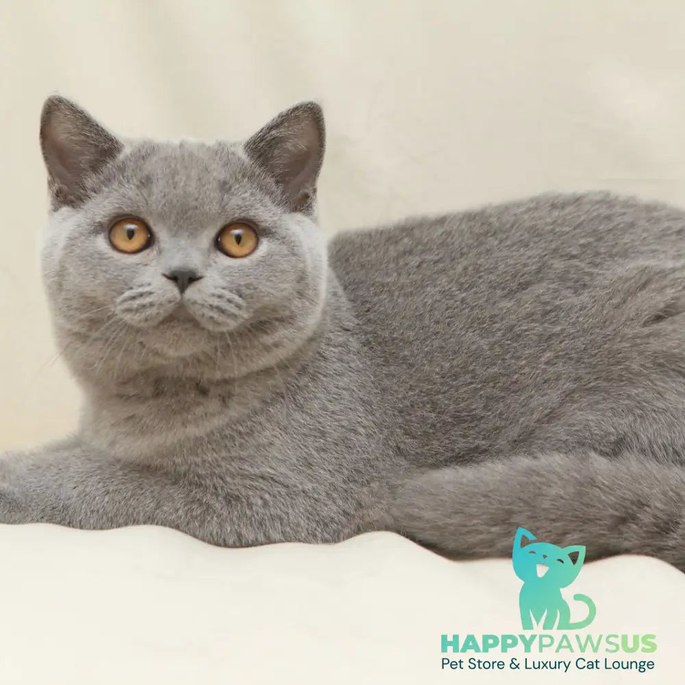 Quartz British Shorthair male blue - live animals