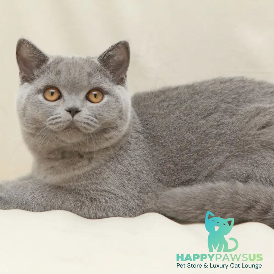 Quartz British Shorthair male blue - live animals
