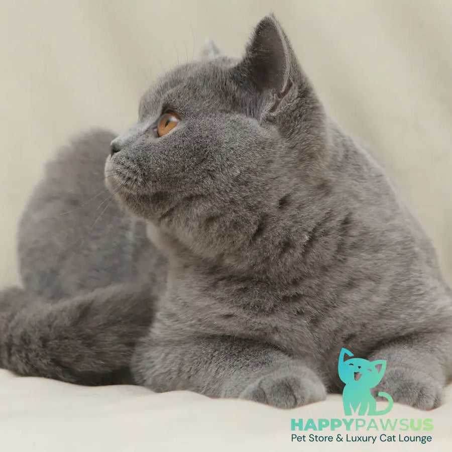 Quartz British Shorthair male blue - live animals