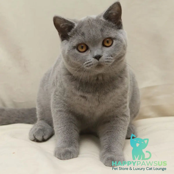 Quartz British Shorthair male blue - live animals