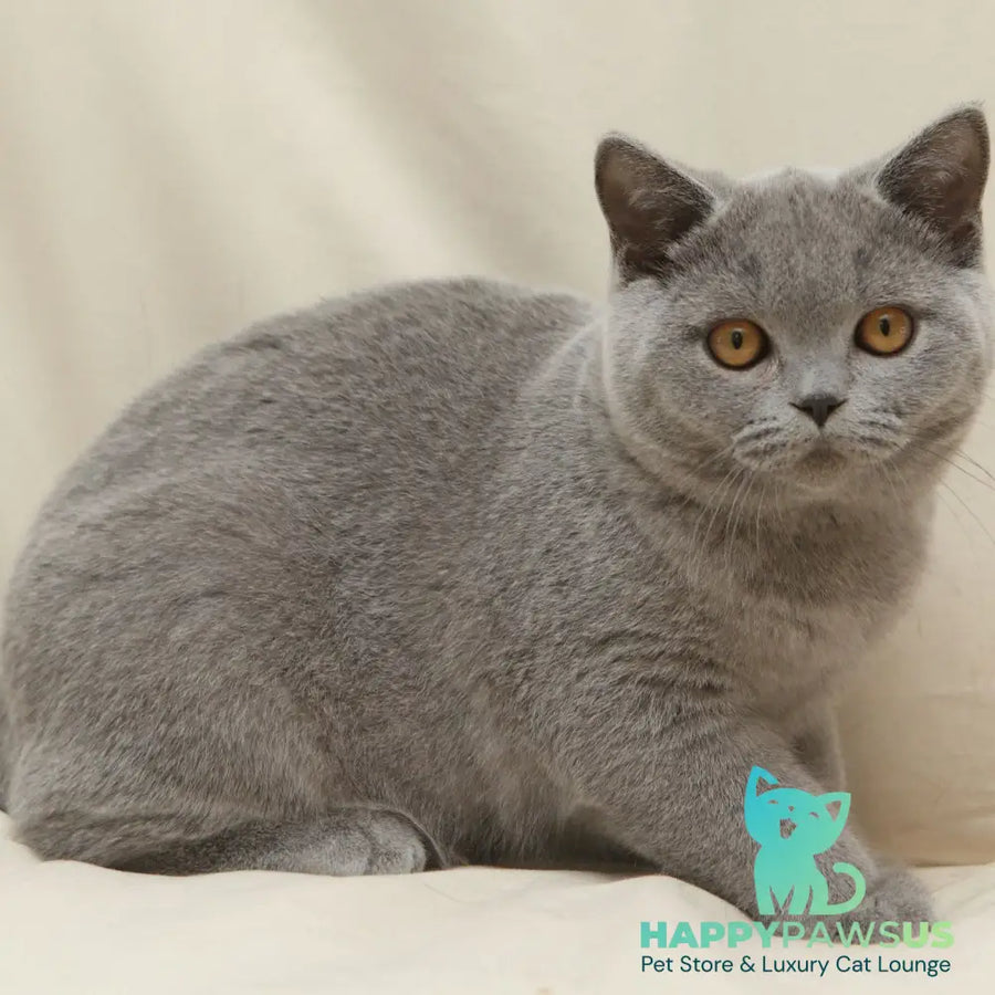 Quartz British Shorthair male blue - live animals
