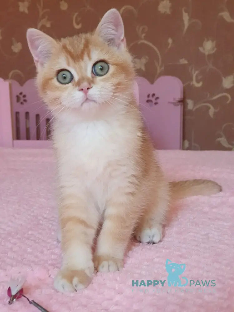 Quartz British Shorthair male chocolate golden chinchilla live animals