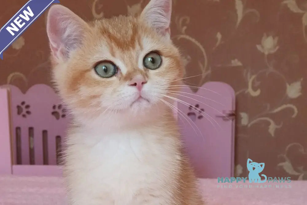 Quartz British Shorthair male chocolate golden chinchilla live animals
