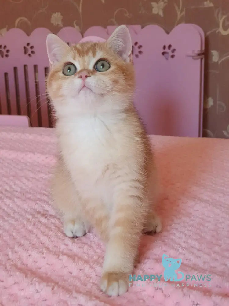Quartz British Shorthair male chocolate golden chinchilla live animals