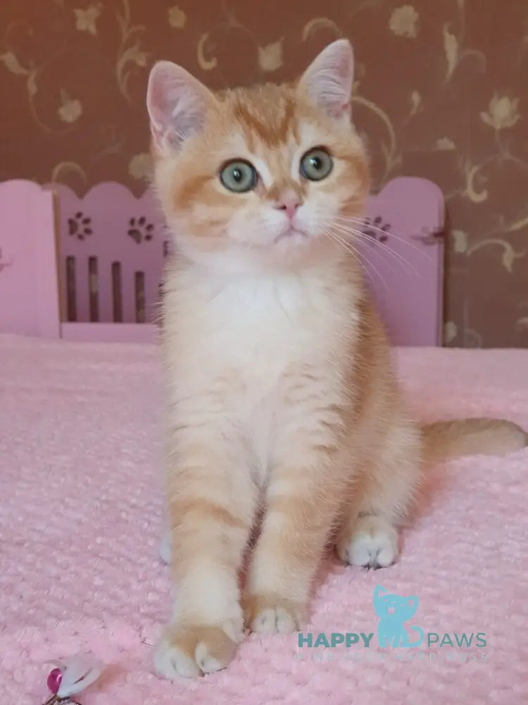 Quartz British Shorthair male chocolate golden chinchilla live animals