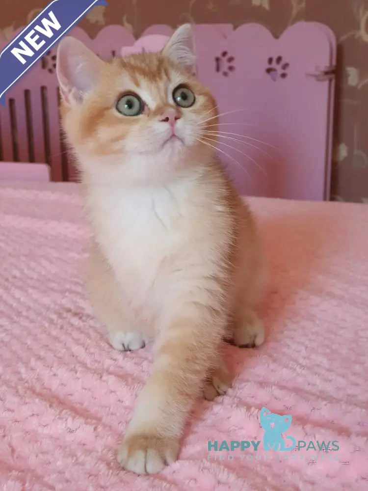 Quartz British Shorthair male chocolate golden chinchilla live animals