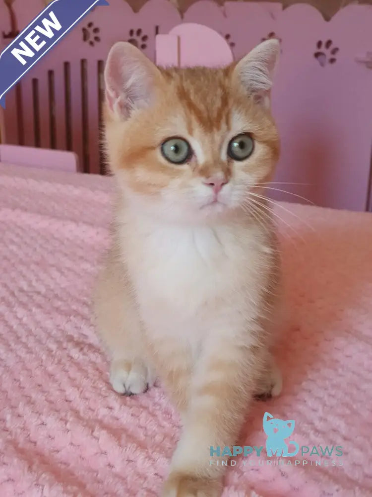 Quartz British Shorthair male chocolate golden chinchilla live animals