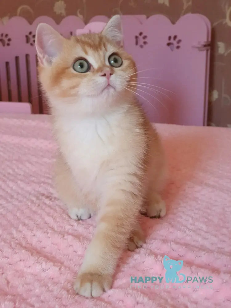Quartz British Shorthair male chocolate golden chinchilla live animals