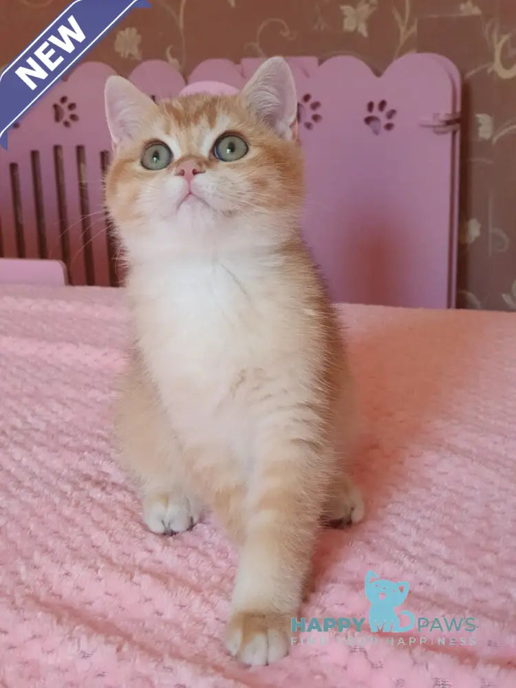 Quartz British Shorthair male chocolate golden chinchilla live animals
