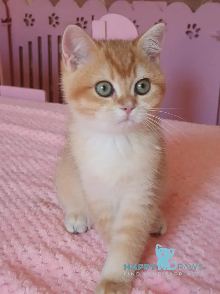 Quartz British Shorthair male chocolate golden chinchilla live animals