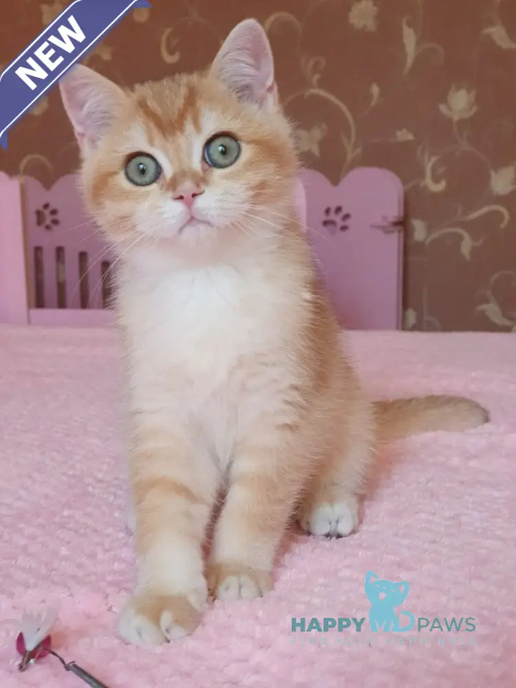 Quartz British Shorthair male chocolate golden chinchilla live animals