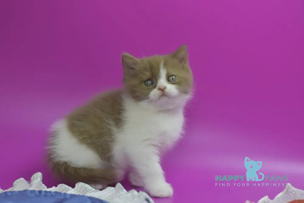 Quartz British Shorthair male cinnamon bicolour live animals