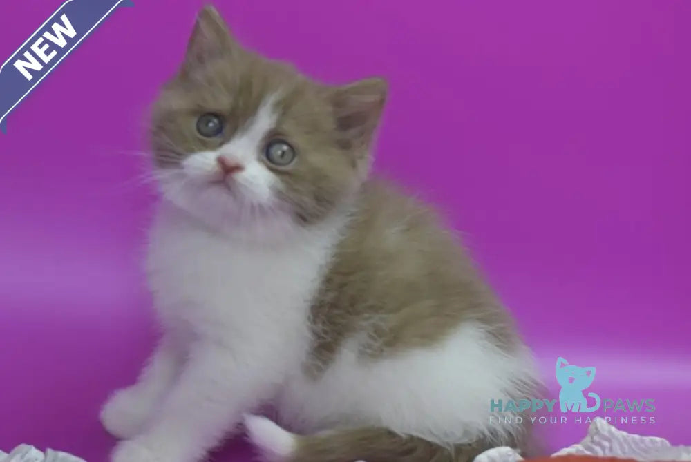 Quartz British Shorthair male cinnamon bicolour live animals